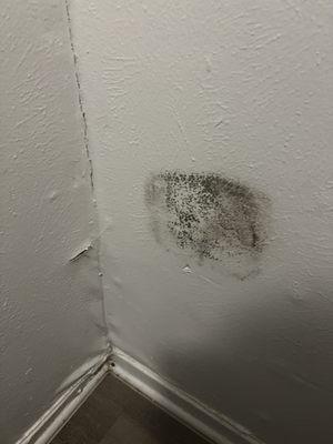 There is black mold in the walls.