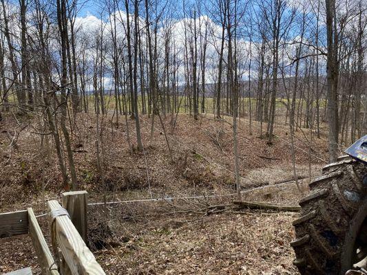 Webbing of the white lines in the background is all around - it's the sap lines that lead to underground