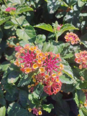 Desert Grounds Landmanagement