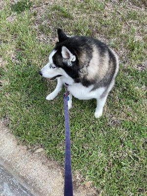 Le Petite Pooch- Plant City