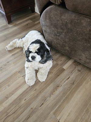 I just moved to Moses Lake last week.Have 2 Cocker Spaniels need grooming about 25 to 30 pounds. How much do you charge per Pet ?Birgit Stan