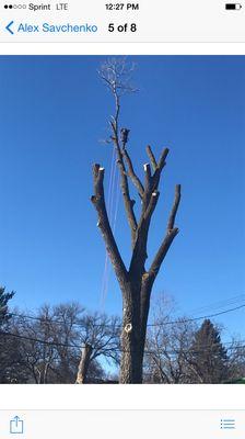 Arbor Barber Tree Service