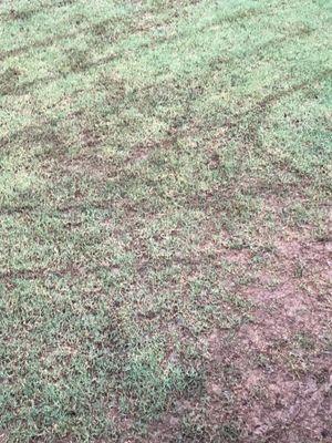 Beware of this landscape company! They mow grass after several days of rain and destroy sod!