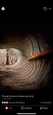 The inside of a leaf, it's how we can see through your trees to provide the proper care.