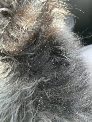 Amity Woods Animal Hospital & Lodge