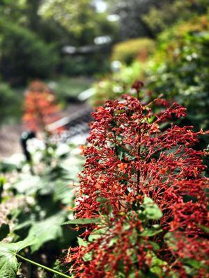 Nature Coast Botanical Gardens and Nursery