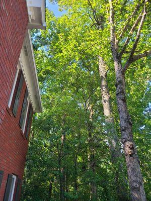 Georgia Tree Company