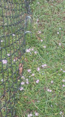 Trying to secure one of the Holes in the bottom of the fence