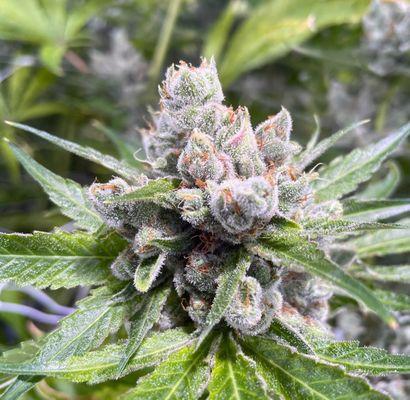 Silver Stem Fine Cannabis Flower