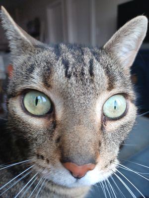 Woof & Meow Pet Care