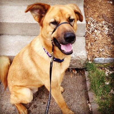 Pup Culture Dog Walking and Pet Sitting LLC