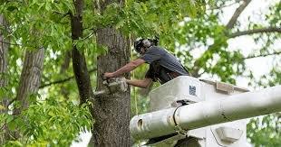 C & D Lawncare and Tree Removal