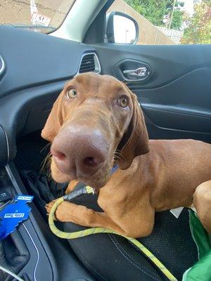 Biscuits Dog Walking & Sitting