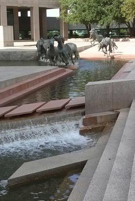 Wild mustangs.