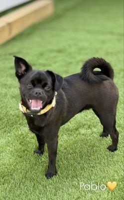 Pablo Loves Daycare!