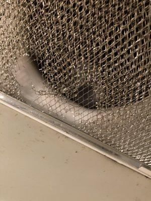 Rats Ate Through Metal