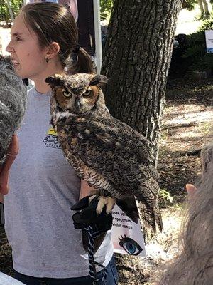 Great Horned Owl