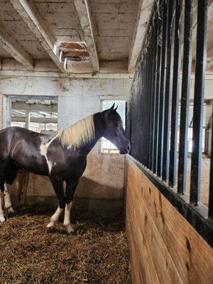 Aaron & Jessica's Buggy Rides