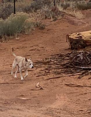 Holistic Animal Care