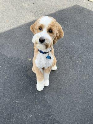 Spring cut done by Charlie Hart with the Ruff life Mobile Grooming.