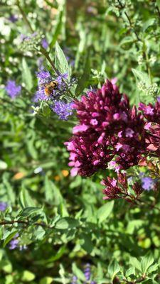 Helm Gardeners & Landscaping