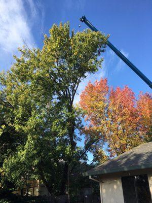 Easy Does It Tree Service