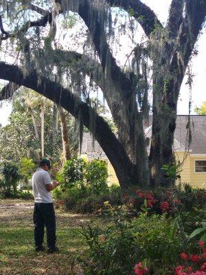 Andrews Tree Service