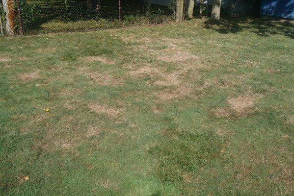 Buffalo Lawn & Pest Services