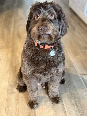 Beba’s Spaw Mobile Pet Grooming