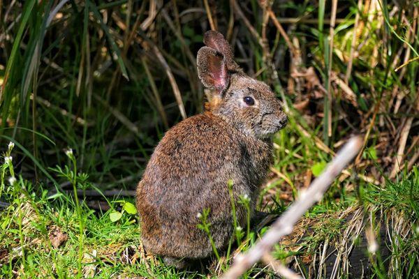 Jackson Bottom Wetlands Preserve
