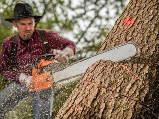 East Coast Tree Fellers