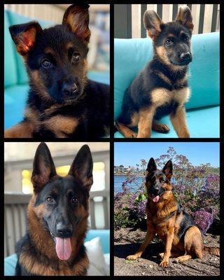 Emerald Animal Hospital