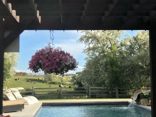 Hanging basket in early summer.