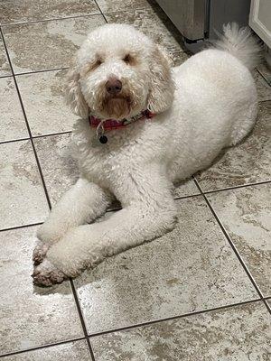 The Dog Stop - Trussville, Birmingham