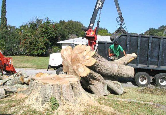NWA Eco Tree Services