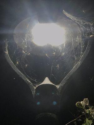 Spiders webs