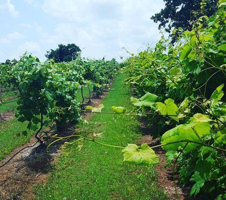the vineyard is looking lush