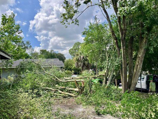 Savannah Tree Service