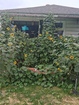 Top Window Cleaning Service