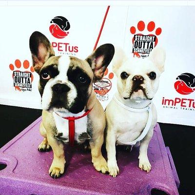 Taylor Made: Pet Care & Cleaning Services
