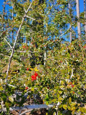 Ochlockonee River State Park