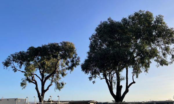 Mid-State Tree Service