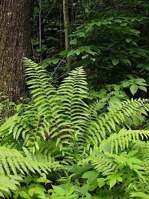 Ferns are often part of garden design.