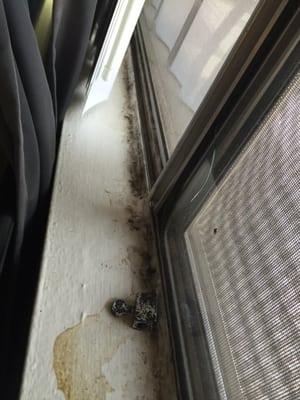 This is the mold in the Windows . It's all the way around and inside .