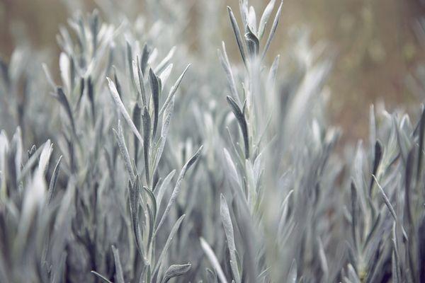 Ashley Stevick Photography