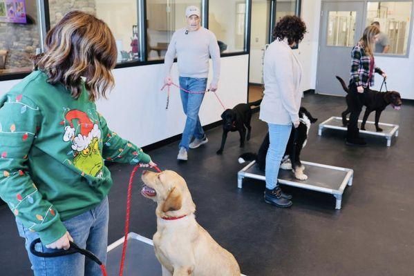 Ugly Dog Daycare & Training