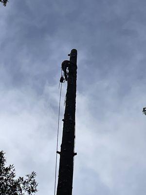 Huerta Tree Service Douglas Fir Removal!