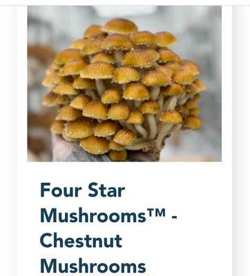 Four Star Mushrooms