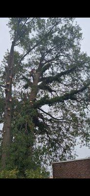 Felix Landscaping And Tree Services