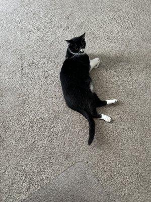 Roscoe is feeling better!